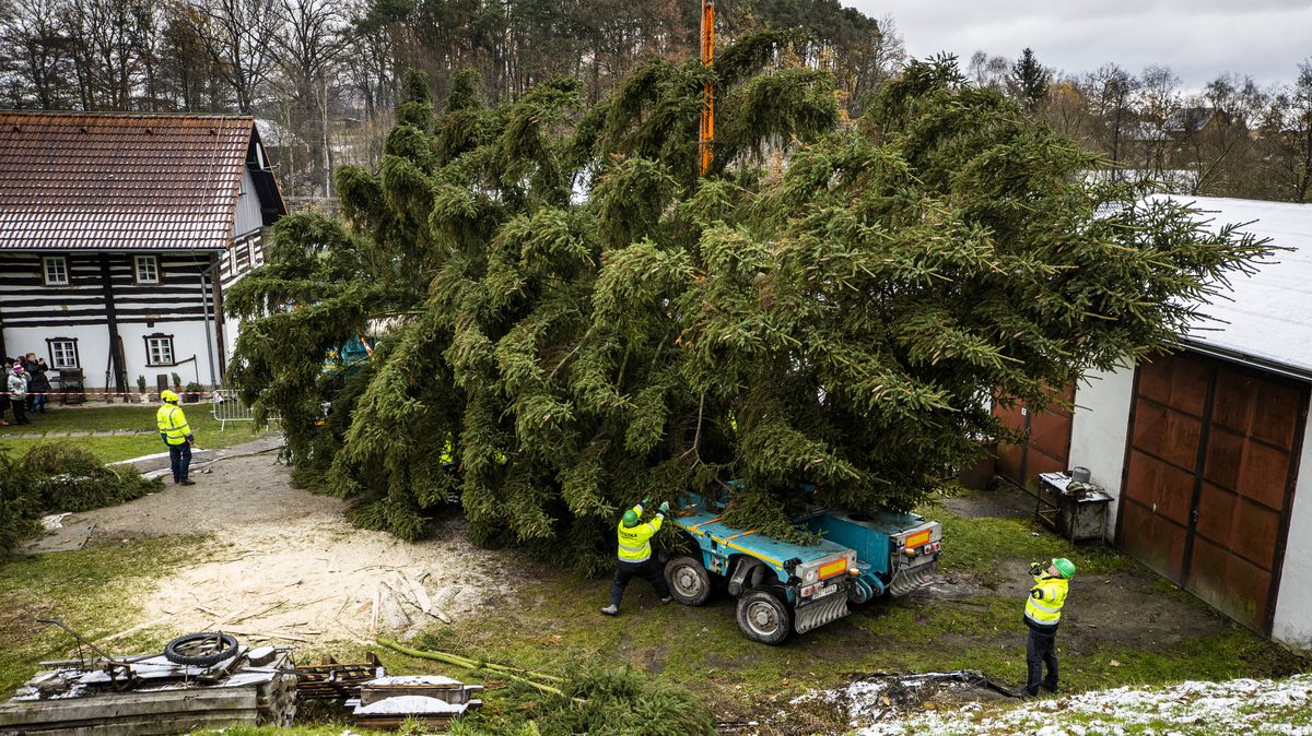 Obrazem: Jak se kácel vánoční strom pro Prahu